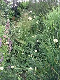 Image result for Cephalaria pungens