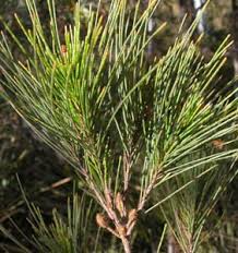 Image result for Casuarina littoralis