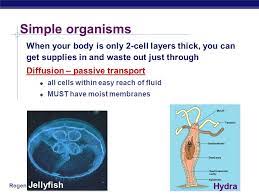 Regents Biology Circulatory System Transport Ppt Download