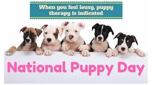 Just invite all your friends who have puppies and let all the pups enjoy the moment with cake, balloons, and other puppy play items. Traveling With A Pet On National Puppy Day Oh What A Journey
