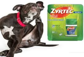 Click to see our best video content. Zyrtec For Dogs Uses Dosage Side Effects Alternatives