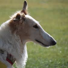Sighthound & pariah dog group. Borzoi Information Dog Breed Facts Dogell Com