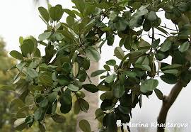 Image result for Manilkara kauki