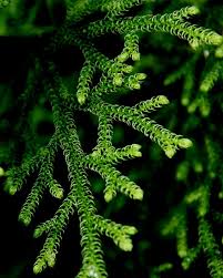 Image result for Lycopodiella cernua