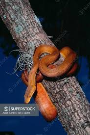 Image result for Sopubia mannii