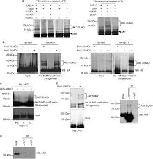 20 346 tykkäystä · 1 puhuu tästä. Sumoylation Regulates Akt1 Activity Oncogene