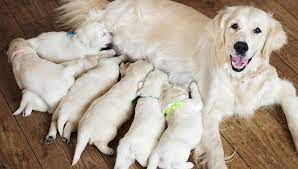 Pregnancy symptoms during week 6 morning sickness. Your Dog S Pregnancy Week By Week Baldivis Vet Hospital