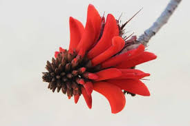 A list of the common names of south african flowers. Indigenous Planting Colour Palettes For South Africa Sali Blog