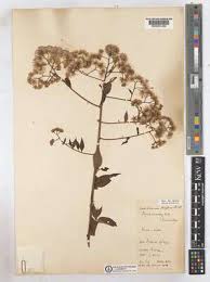 Image result for Distephanus divaricatus