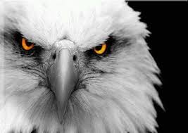 Black And White Hawk Eagle Facts Return Of White Eagle Angry Animals Animals Beautiful Bald Eagle