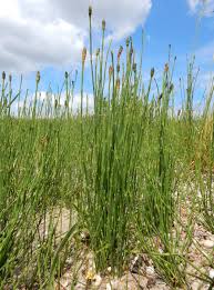 Image result for Equisetum ramosissimum