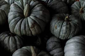 Image result for Cucurbita moschata