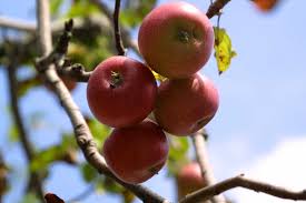 We did not find results for: Apple Picking Hopewell Furnace National Historic Site U S National Park Service