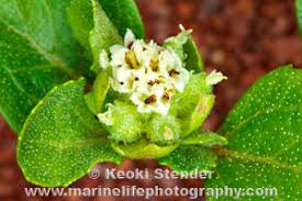 Image result for Acanthospermum australe