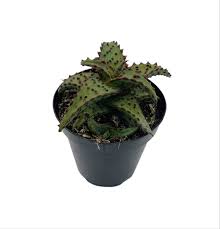 Image result for Aloe canis