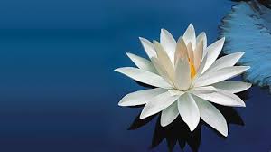 Nature Wallpaper With Beautiful White Lotus Flower Hd Wallpapers Wallpapers Download High Resolution Wallpapers Flower Images Wallpapers Lily Wallpaper Flower Images