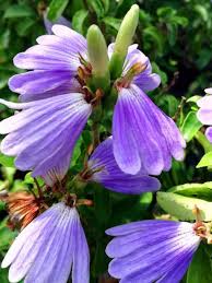 Image result for Sclerochiton harveyanus