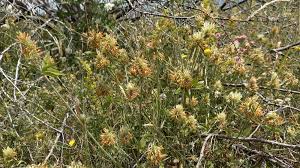 Image result for Trifolium baccarinii
