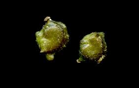 Image result for Potamogeton trichoides