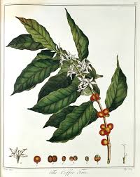 Image result for Coffea schliebenii