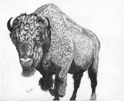 Webbuffalo Jpg 648 528 Bison Art Buffalo Tattoo Drawings