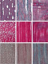 Image result for Gerrardina