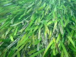 Image result for Thalassia