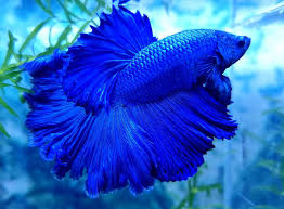 Image result for betta fish