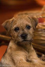 Mijn Border Terrier Toby 4 Maanden Oud Border Terrier Puppy Yorkshire Terrier Puppies Cute Dogs