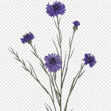 Blume Zeichnen Png Pngwing