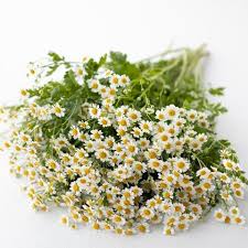 We did not find results for: Pin On Cut Flower Garden