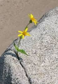 Maybe you would like to learn more about one of these? 600 Rocks Flowers Ideas In 2021 Flowers Plants Wild Flowers