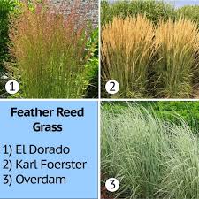 Feather reed grass landscaping ideas. Ornamental Grasses Easy To Care For Hard To Resist Nature S Perspective Landscaping