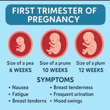 Image result for First Trimester Education