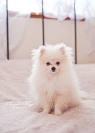 Pomeranian My Sister In Law Has One In Black I Love Her 3 The Dog Lol Pomeranian Puppy Dogs Cute Puppies