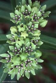 Image result for Asclepias randii
