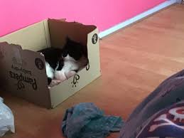 This Frickin Catthis Box Is For My Cat To Give Birth In Not For His Comfort Lmao Cats Comfort Electronic Products