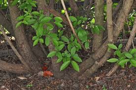Image result for Combretum bracteosum
