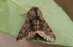 Image result for Anania perlucidalis
