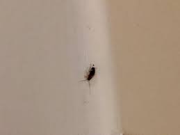 Baby Roach There Were More My Husband Also Saw A Cock Roach Crawl Into Our Luggage Foto De Hilton Daytona Beach Oceanfront Resort Tripadvisor