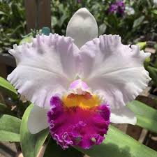 Lc. Leo Holguin (`Spring Silk' x self) (Fair Catherine x Casitas Spring)  Cattleya Orchid 2.5' Pot