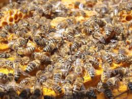 There is a swarm of bees that have taken over my garden. How To Get Rid Of Bees Lawnstarter