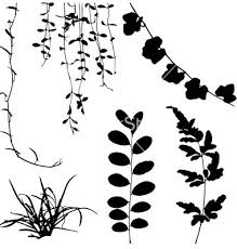 Black And White Vines Vector Silhouettes Of Leaf And Vine Plant Vector Image On Vectorstock Plant Vector Flower Silhouette Vine Drawing