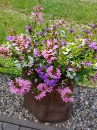 Image result for foto Vějířovka