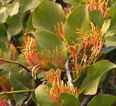 Image result for Loranthaceae