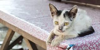 Check spelling or type a new query. 8 Cara Mengobati Sakit Mata Pada Kucing Yang Ampuh Pintarpet