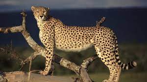 Photo Of Big Animals Google Search Animals Wild Animals Beautiful Dangerous Animals