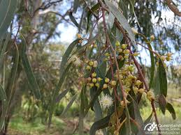 Image result for Eucalyptus camaldulensis