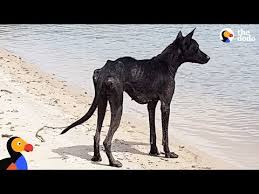 Cruise Docks At Deserted Island And Man Sees Skeletal Dog Running Toward Him Pawmygosh Animal Rescue Stories Animals Friends Dogs