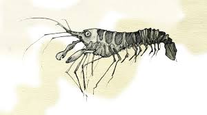 How to draw forest animals book includes 50 forest animals that you can draw in 6 easy steps. The Sound Of One Shrimp Snapping The New York Times
